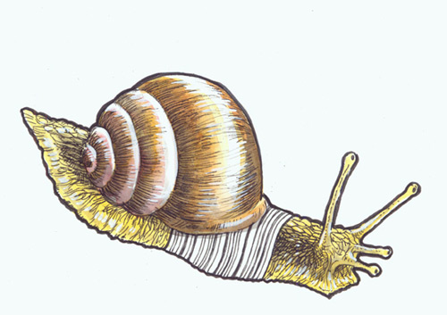 A picture of a snail