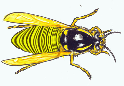A picture of a wasp