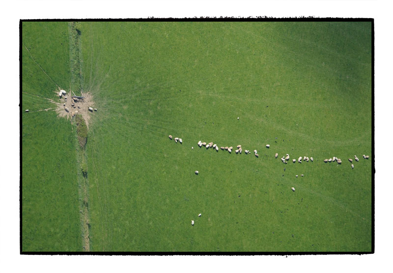 Sheep viewed from on high