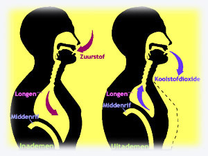 how breathing works