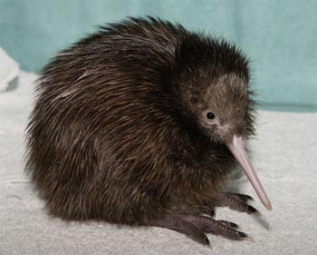 A very cute kiwi