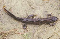 a great crested newt