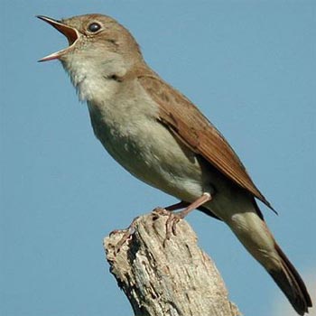 A nightingale singing