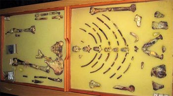 the skeleton of 'lucy' the hominid