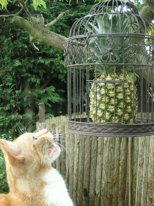 Entrant to Pineapple competition