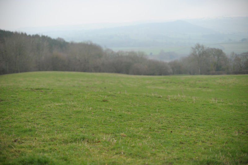 Spot the dog competition
