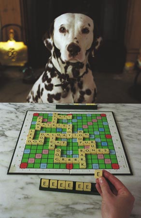 Mabel, the Scrabble-Playing Dalmation (postcard)