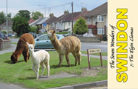 The 7 Wonders Swindon:The Elgin Llamas (postcard)
