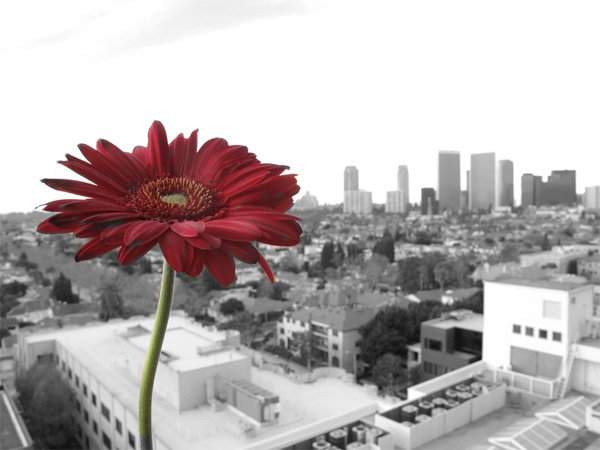 Flower in LA