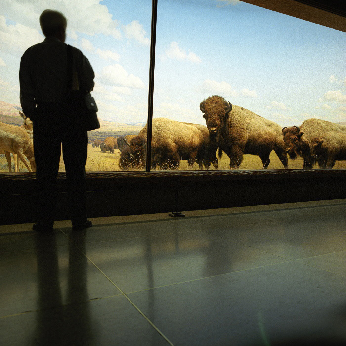 Buffalos in New York, 2006