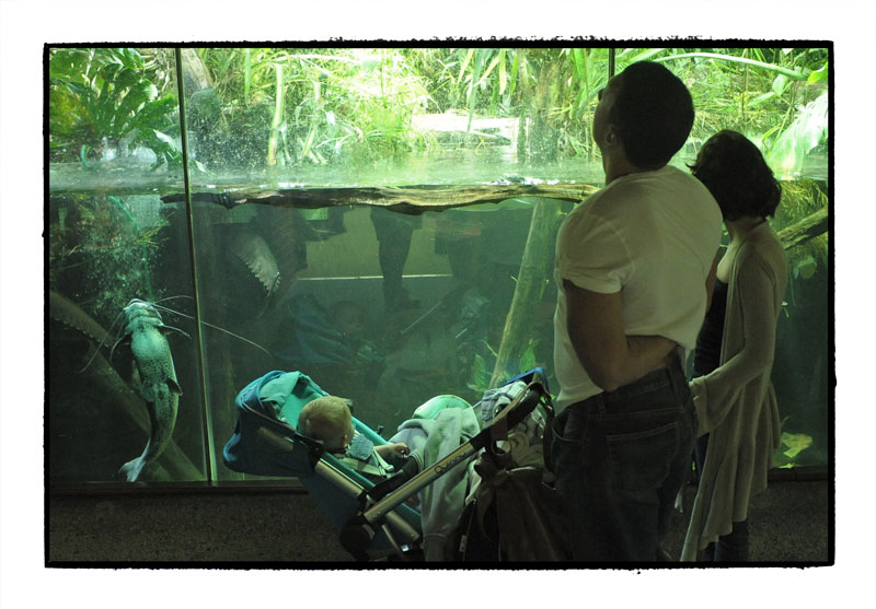 Couple, Child, Catfish, Bristol Aquarium, 2009