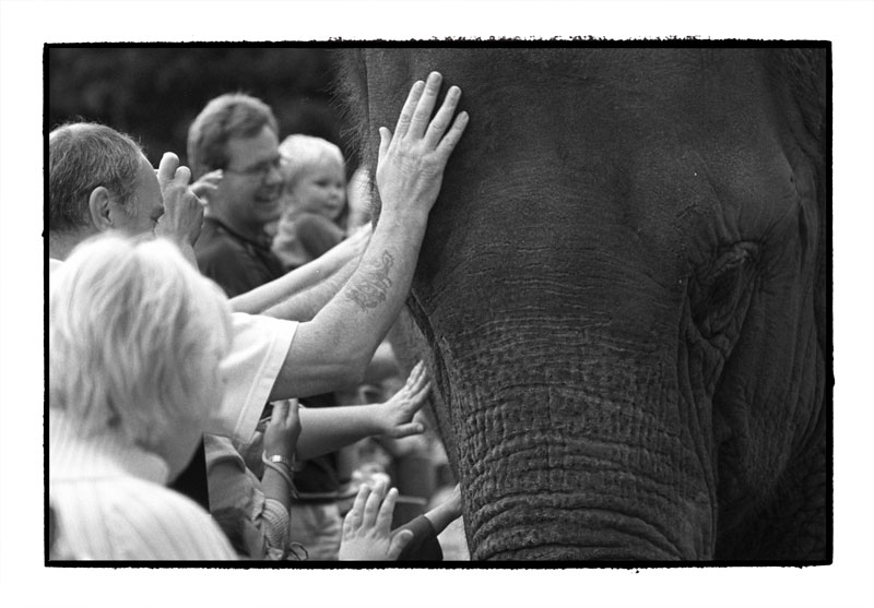 Meeting the elephant, Woburn safari park, June 2007. Nikon F3, 100mm