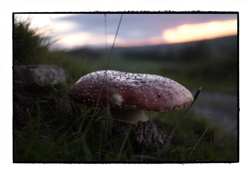 Funghi and sunset, Clyro Hill , Radnorshire. October 2010. Lumix GF1, 20mm f1.8.