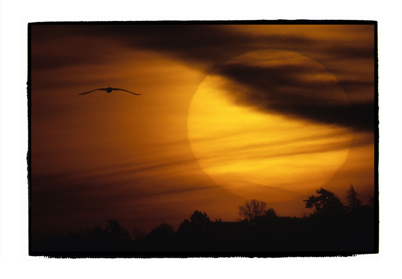 We have a clear view to the ridge about three miles to the East, and in the winter we often watch the sun rise from the warmth of the kitchen. This was taken on my ancient 200-600mm f9.5 Nikon zoom lens, with a doubler - 1200mm. It was luck the bird chanced along