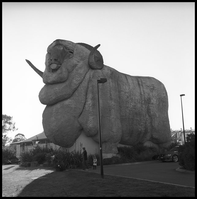 Rambo, the Merino Ram at Gouldbourn, Australia