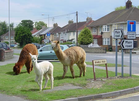 The Elgin Llamas