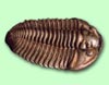 trilobite