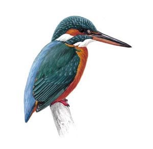 A kingfisher