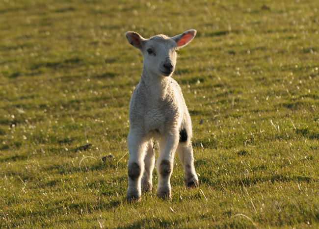 A lamb