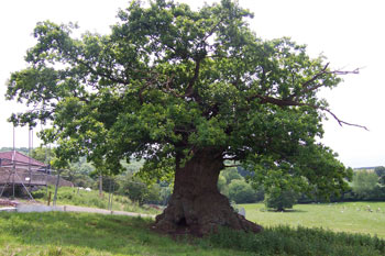 an old oak tree