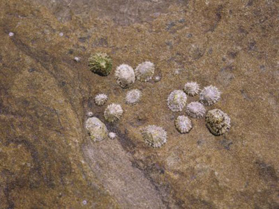 The colony of limpets discuss matters of consequence